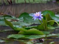 Hellblaue Seerose im Teich - Furnas - São Miguel